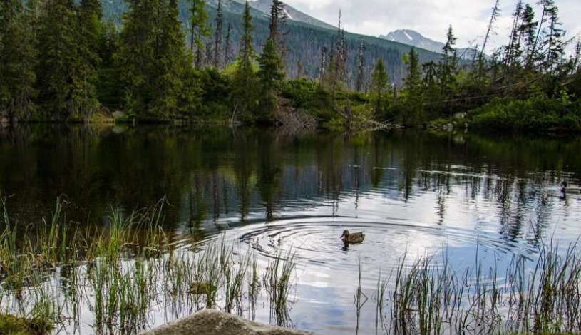 Hotel CROCUS **** Vysoké Tatry